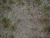 Ailing Grass On Ground Surface