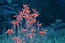 Aloe Flowers In A Park