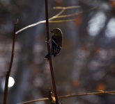American Goldfinch Winter Color