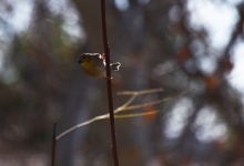 American Goldfinch Winter Color