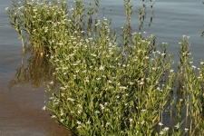 American Water Willow In Lake
