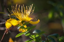 Anthers Of Yellow Hypericum Flower