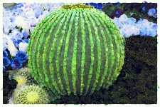 Artistic Barrel Cactus