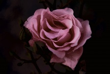 Artistic Pink Rose Flower