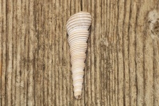 Auger Seashell On Wood Background
