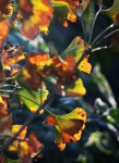 Autumn Colours On Ginkgo Biloba