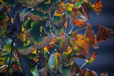 Autumn On Ginkco Biloba Leaves