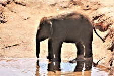 Baby Elephant Getting A Drink