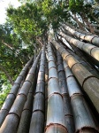 Bamboo In Costa Rica