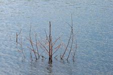 Bare Branches Protruding From Water