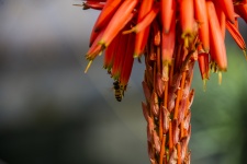 Bee On A Torch Lilly
