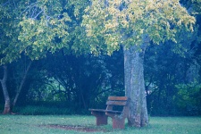 Bench Under A Yellowing Tree