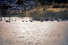 Birds In Wetland Waters
