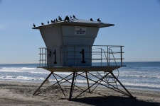 Birds On A Lifeguard Station
