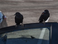 Birds On Car Window