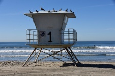Birds On Lifeguard Station