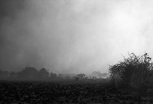 Black And White Image Of Bush Fire