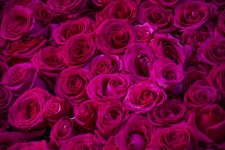 Blanket Of Roses