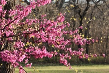 Blooming Redbud Tree Branches