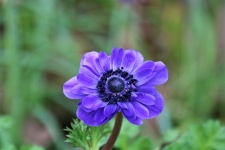 Blue Poppy Flower Close-up