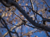 Bluebird On Tree, Turdidae, Thrush