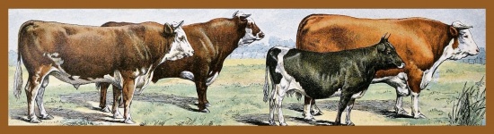 Cattle By Adolphe Millot