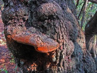 Bracket Fungus On A Tree