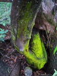 Bright Green Moss On Old Tree Trunk