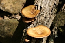Brown Mushrooms On Log Close-up