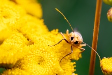 Bug On A Flower