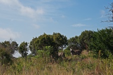Burchell's Zebra In A Landscape
