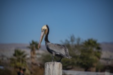 California Brown Pelican On Post