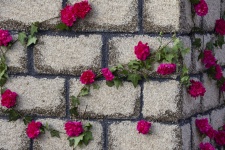 Carnations On A Wall