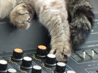 Cat And Soundboard