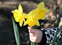 Child's Hand Holding Daffodils