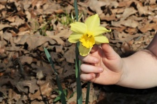 Child's Hand Touching Daffodil