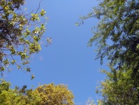 Clear Blue Sky Tropical Trees