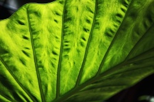 Close View Of Large Leaf