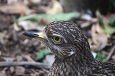 Close View Of Spotted Thick Knee
