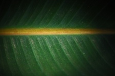 Close View Of Texture On Large Leaf