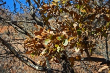 Clusters Of Brown Leaves