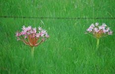 Clusters Of Pink Flowers In A Field