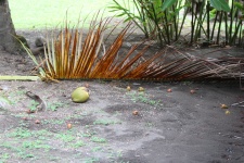 Coconut On The Ground