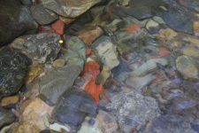 Colored River Rock