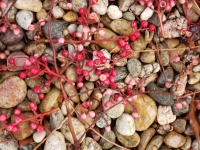 Colorful Rocks And Berries