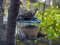 Comical Mourning Dove Group