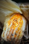 Corn On The Cob All Shrivelled