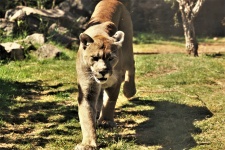 Cougar Walking In Grass Close-up
