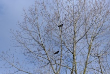 Couple Of Crows