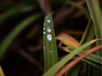 Crystal Clear Water Droplets